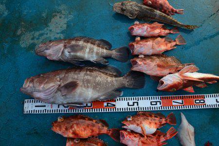 アジアマリンサービス 釣果