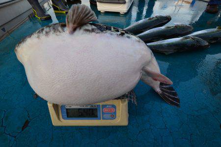 アジアマリンサービス 釣果