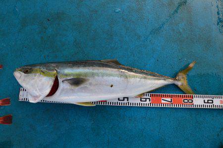 アジアマリンサービス 釣果