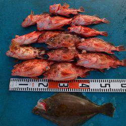 アジアマリンサービス 釣果