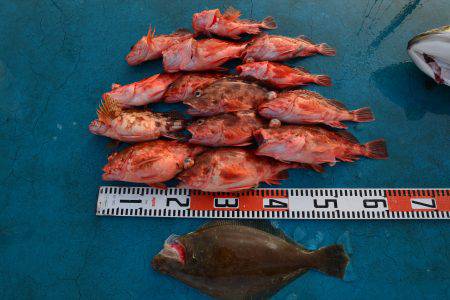 アジアマリンサービス 釣果