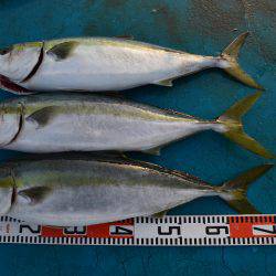 アジアマリンサービス 釣果