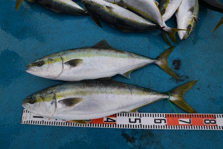 アジアマリンサービス 釣果