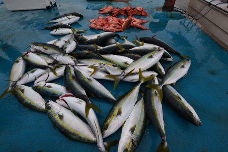 アジアマリンサービス 釣果