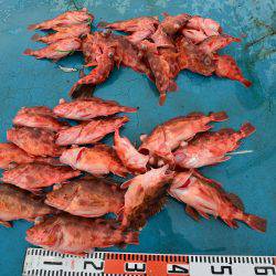 アジアマリンサービス 釣果