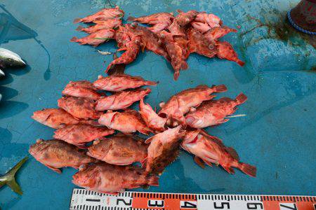 アジアマリンサービス 釣果