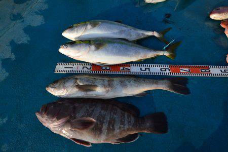 アジアマリンサービス 釣果