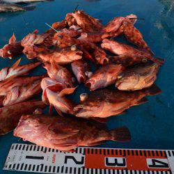 アジアマリンサービス 釣果