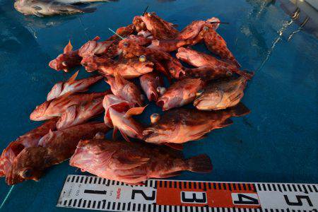 アジアマリンサービス 釣果