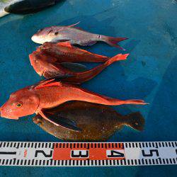 アジアマリンサービス 釣果