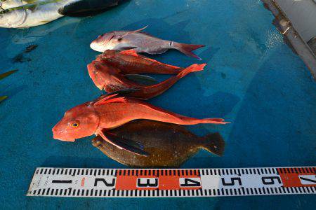 アジアマリンサービス 釣果