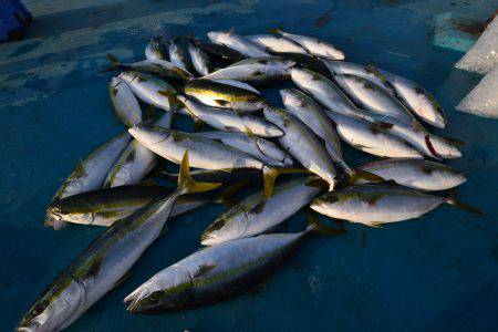 アジアマリンサービス 釣果