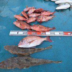 アジアマリンサービス 釣果