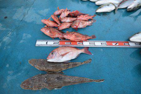 アジアマリンサービス 釣果