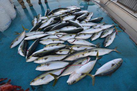 アジアマリンサービス 釣果