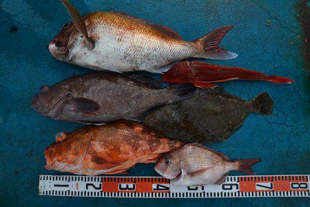 アジアマリンサービス 釣果