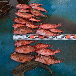 アジアマリンサービス 釣果