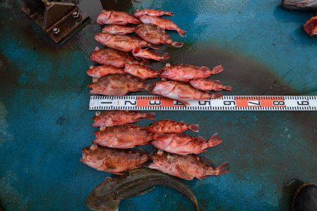 アジアマリンサービス 釣果