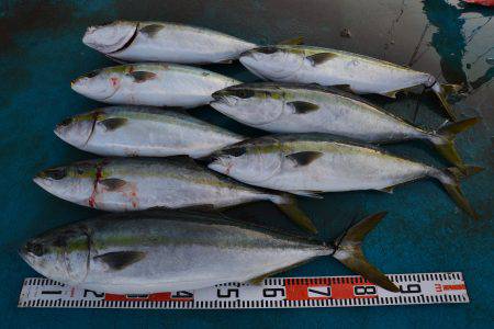 アジアマリンサービス 釣果