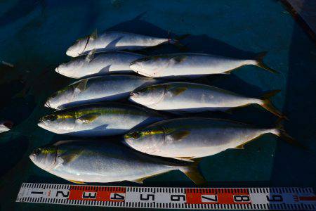 アジアマリンサービス 釣果