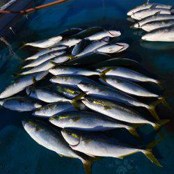 アジアマリンサービス 釣果