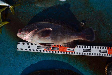 アジアマリンサービス 釣果