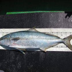 海宝丸　島根 釣果