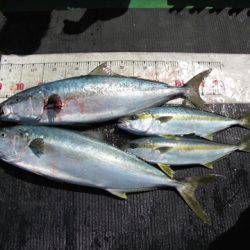 海宝丸　島根 釣果