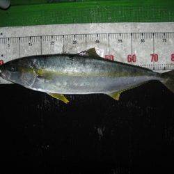 海宝丸 島根 釣果