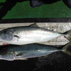 海宝丸　島根 釣果