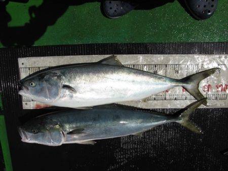 海宝丸　島根 釣果