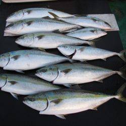 海宝丸 島根 釣果