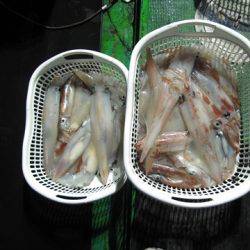 海宝丸 島根 釣果