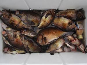兼六丸 釣果