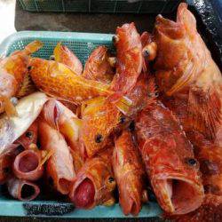 Sea Frend 片山丸 釣果