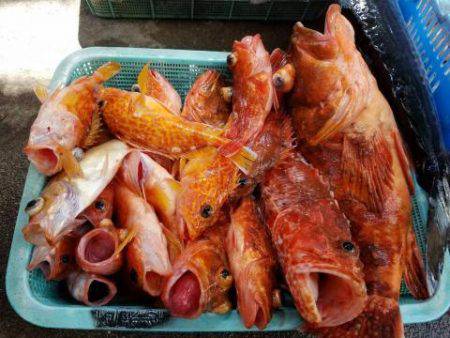 Sea Frend 片山丸 釣果