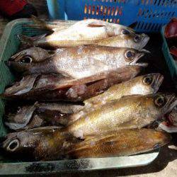 Sea Frend 片山丸 釣果