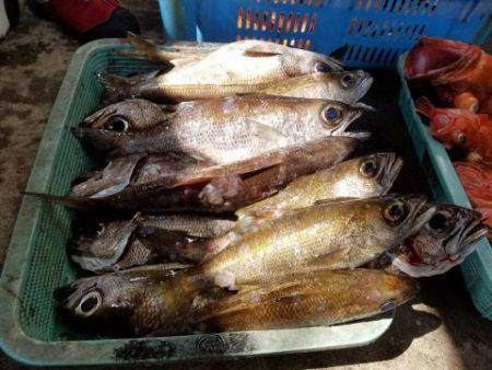 Sea Frend 片山丸 釣果