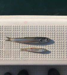 さぶろう丸 釣果