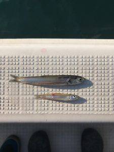 さぶろう丸 釣果