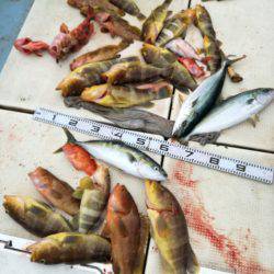 リトルワン 釣果