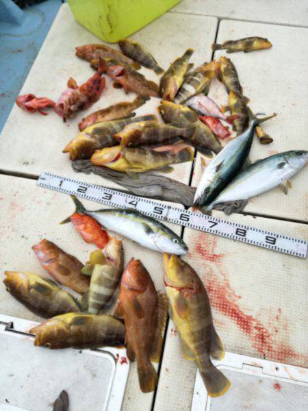 リトルワン 釣果