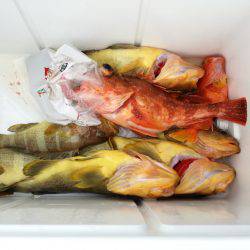 リトルワン 釣果