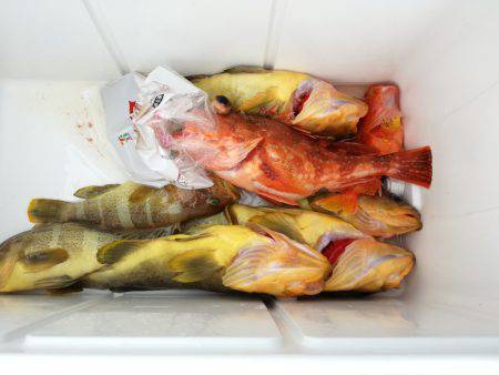 リトルワン 釣果