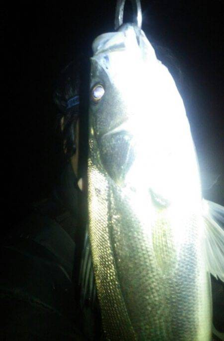 兵庫県円山川河口!!やっと出会えましたぁ〜…