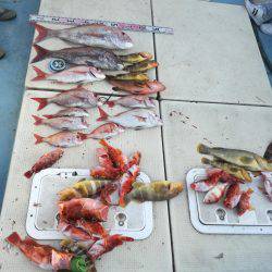 リトルワン 釣果