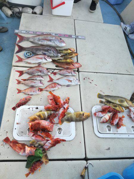 リトルワン 釣果