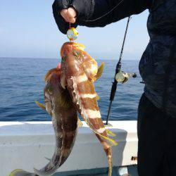 リトルワン 釣果