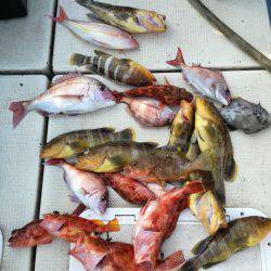 リトルワン 釣果