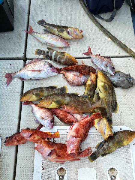 リトルワン 釣果